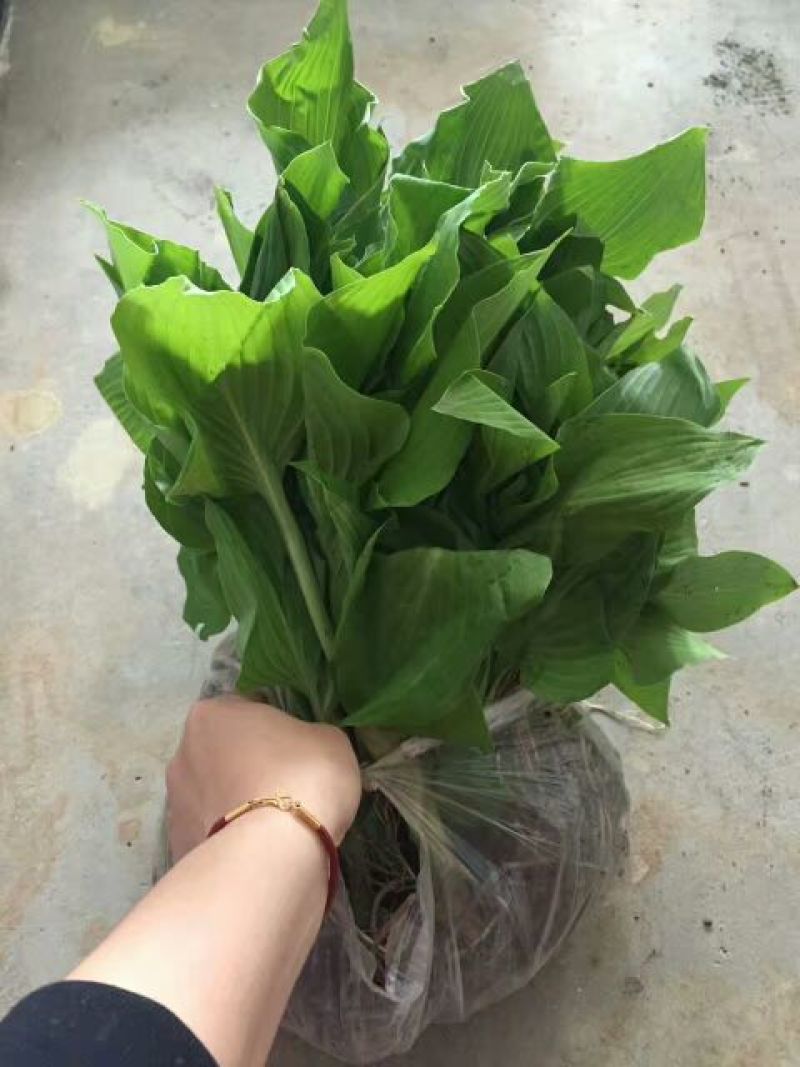 紫玉簪苗20~30cm