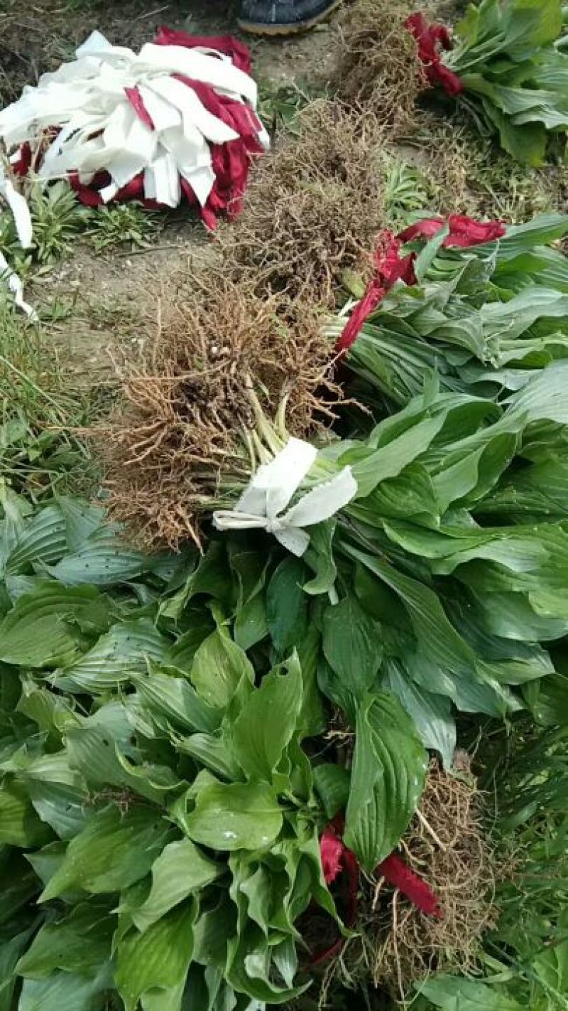 紫玉簪苗20~30cm