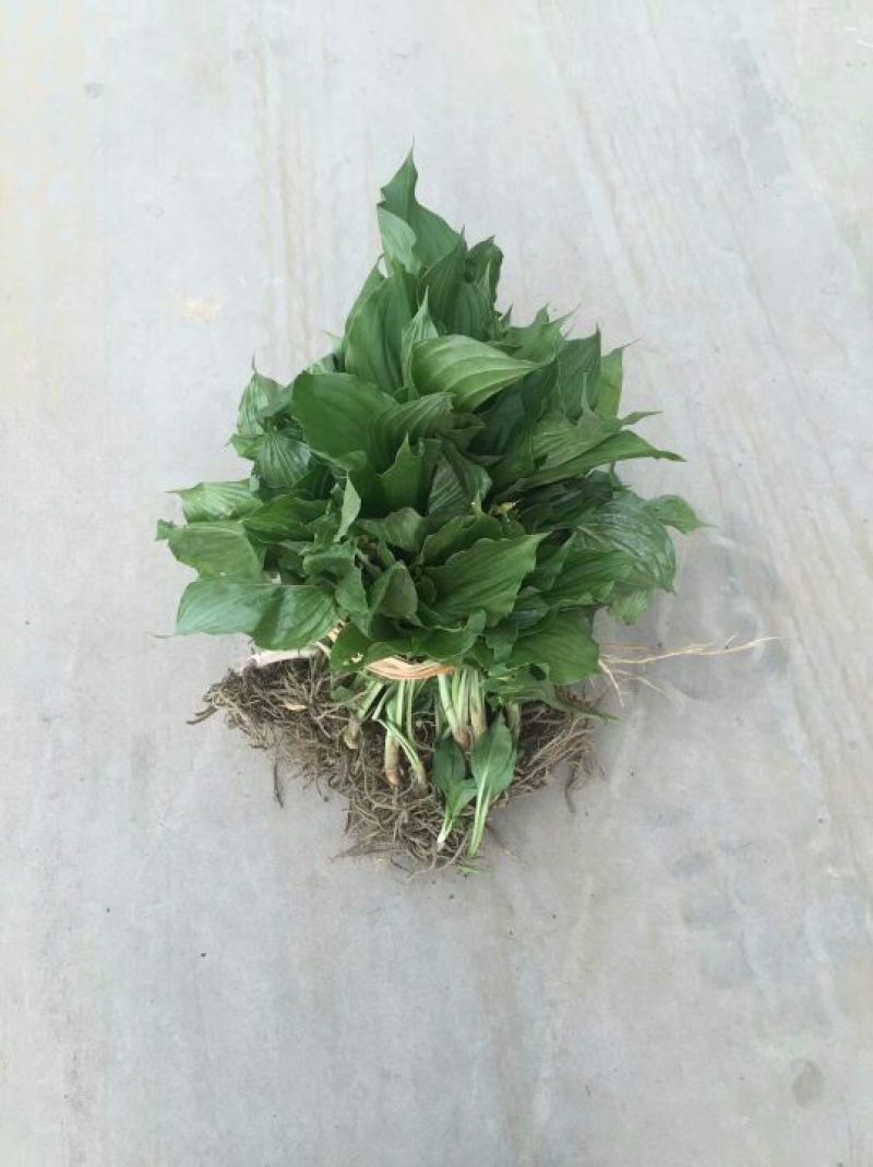 紫玉簪苗20~30cm