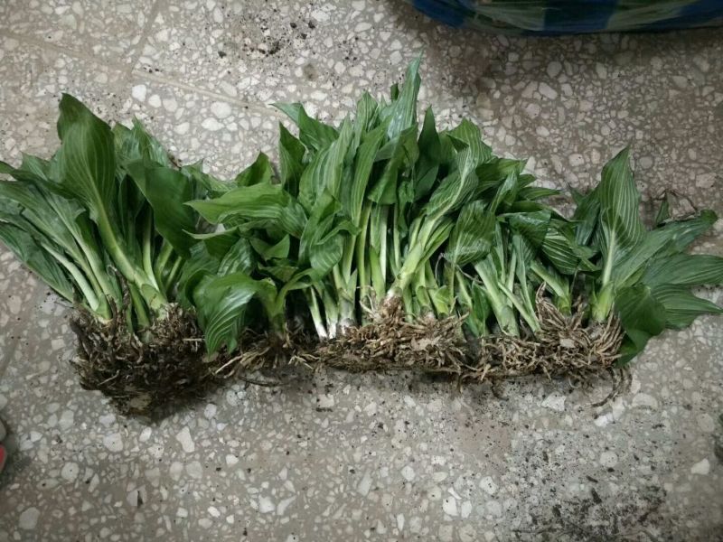 紫玉簪苗20~30cm