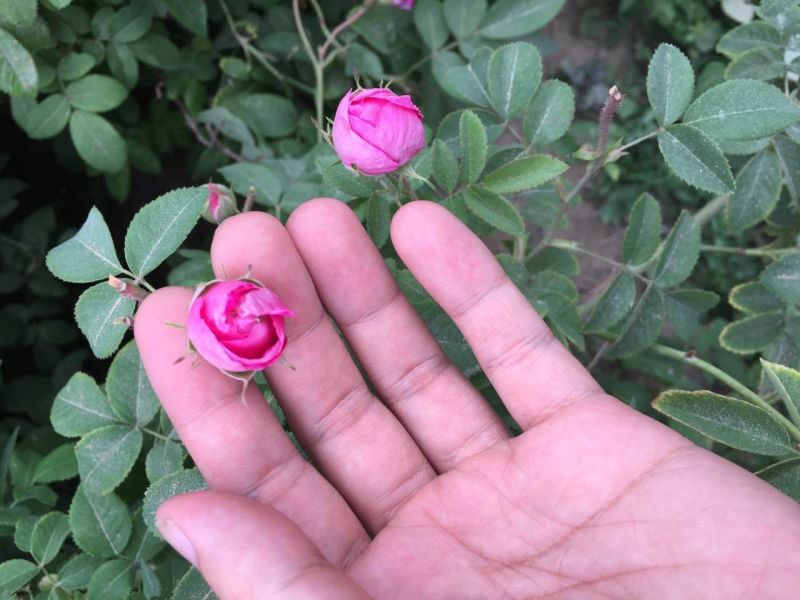 野生玫瑰，和田沙漠玫瑰花