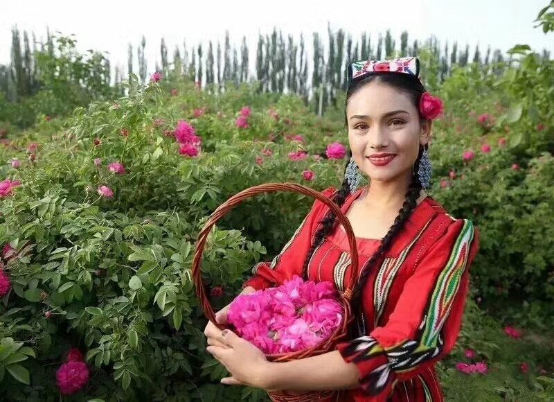野生玫瑰，和田沙漠玫瑰花
