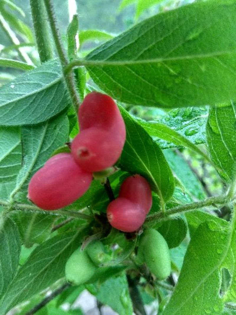 杈杷果苗，当年挂果