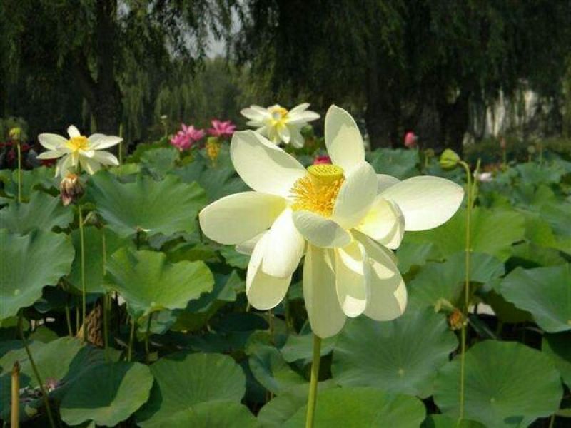 白荷花40~50cm
