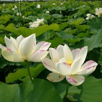 白荷花40~50cm