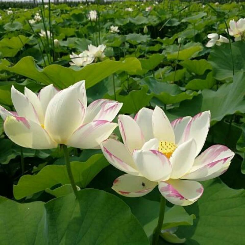 白荷花40~50cm