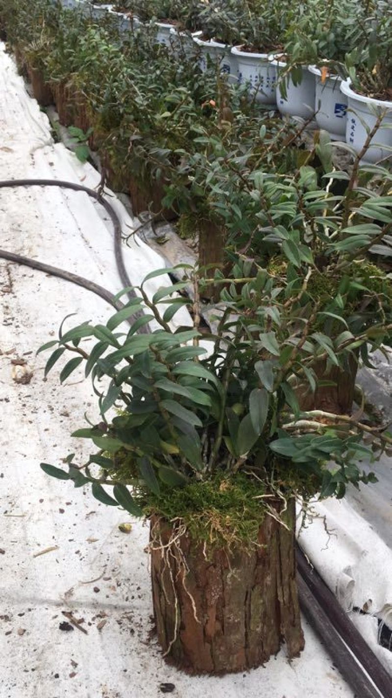 铁皮石斛盆花铁皮石斛木桩盆栽欢迎咨询