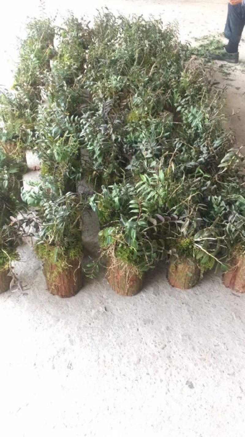 铁皮石斛盆花铁皮石斛木桩盆栽欢迎咨询