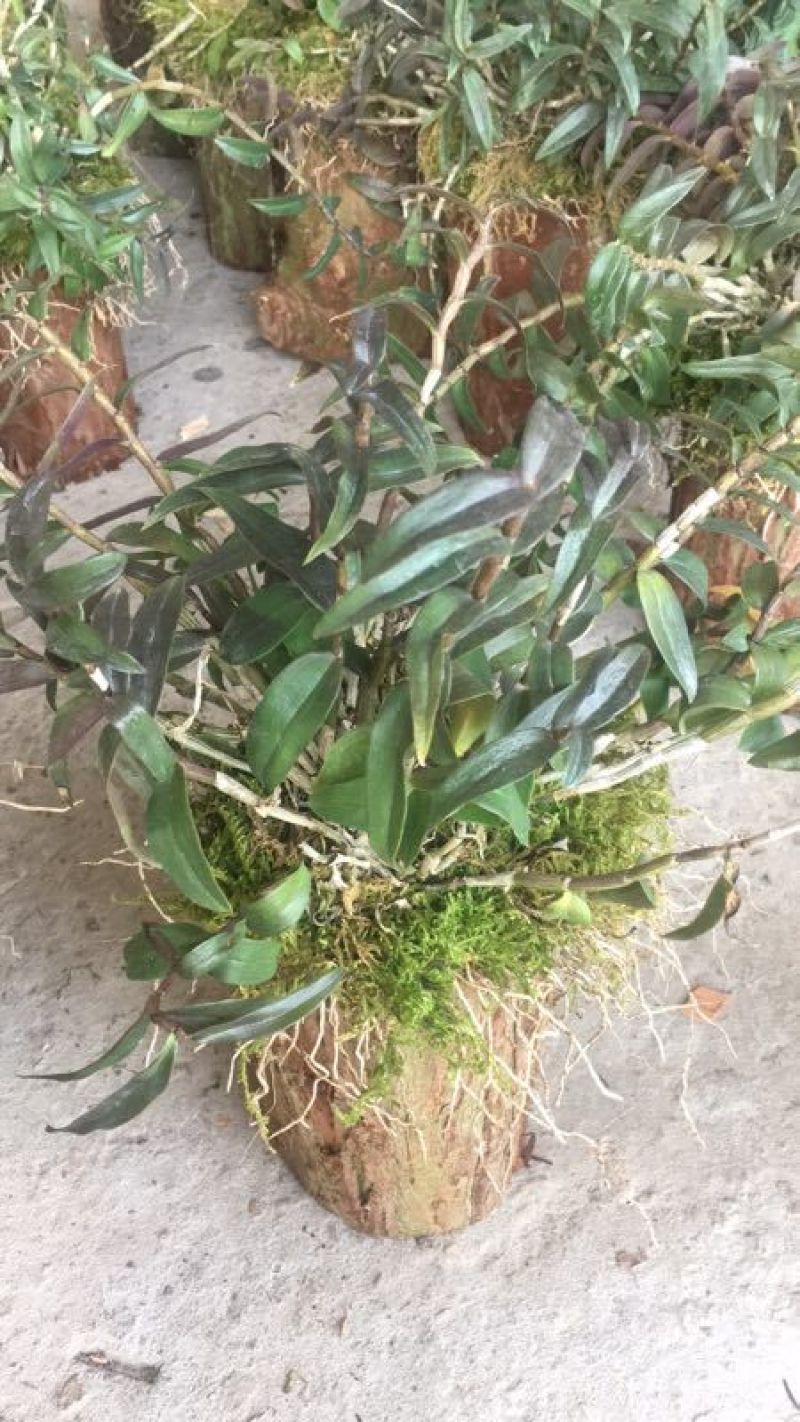 铁皮石斛盆花铁皮石斛木桩盆栽欢迎咨询