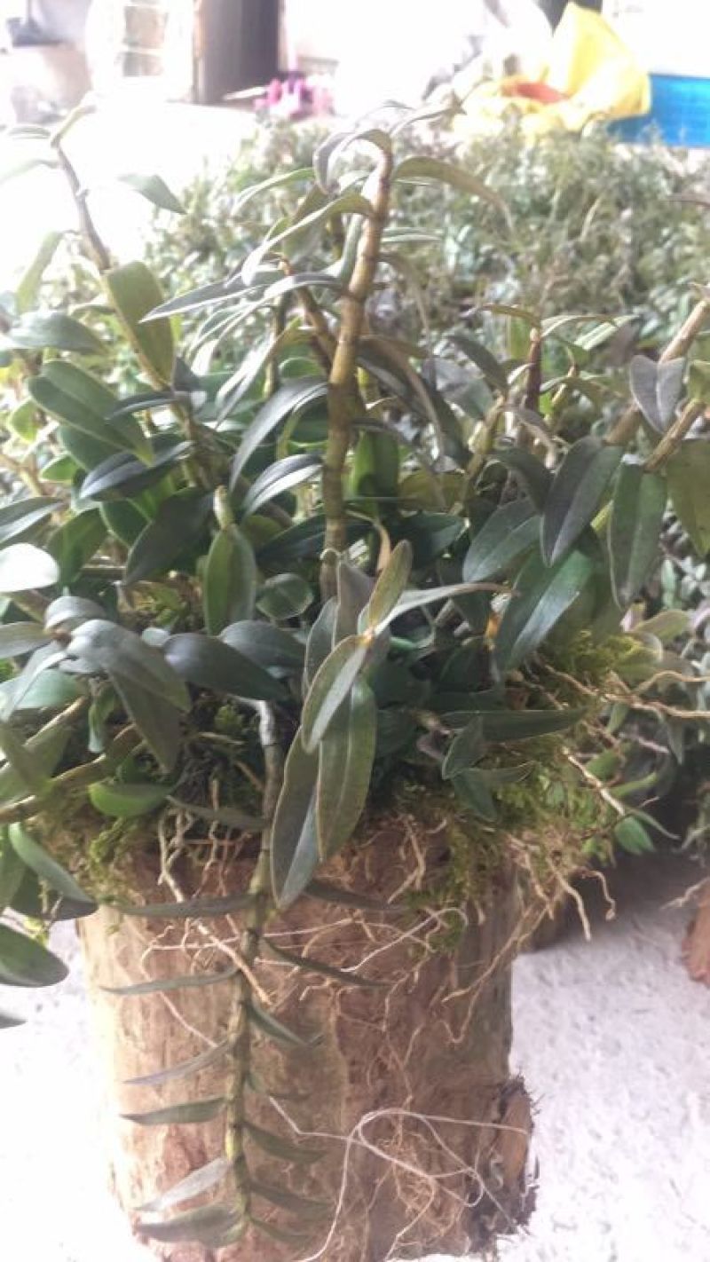铁皮石斛盆花铁皮石斛木桩盆栽欢迎咨询