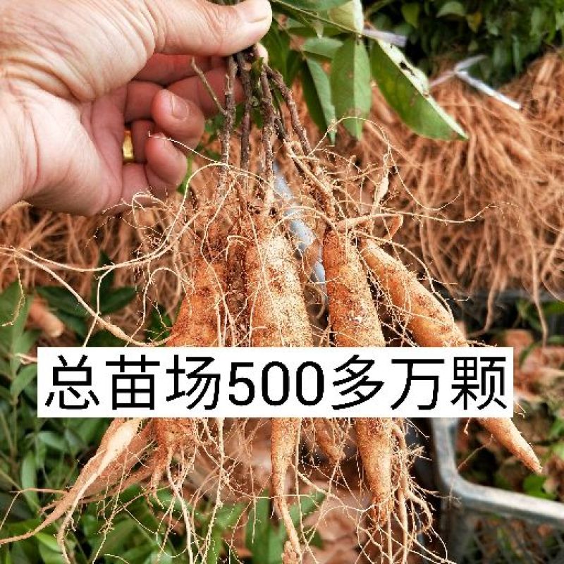 牛大力种苗15cm以下
