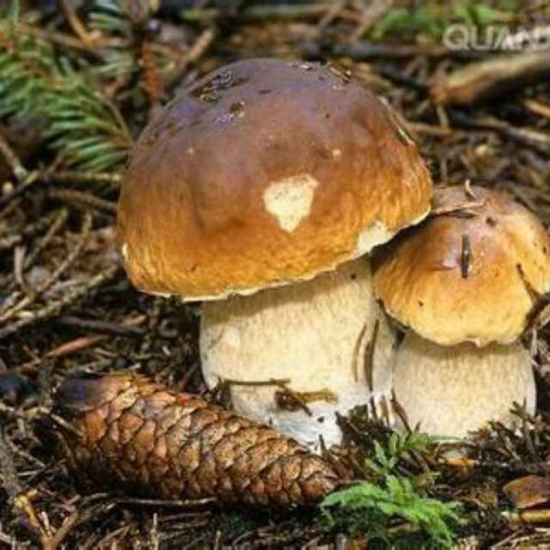 蘑菇一级3cm