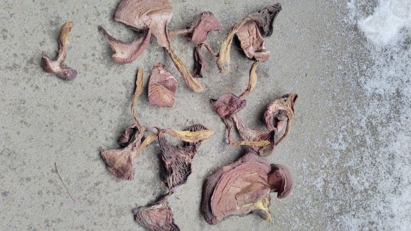 蘑菇一级3cm
