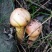 蘑菇一级3cm