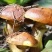 蘑菇一级3cm