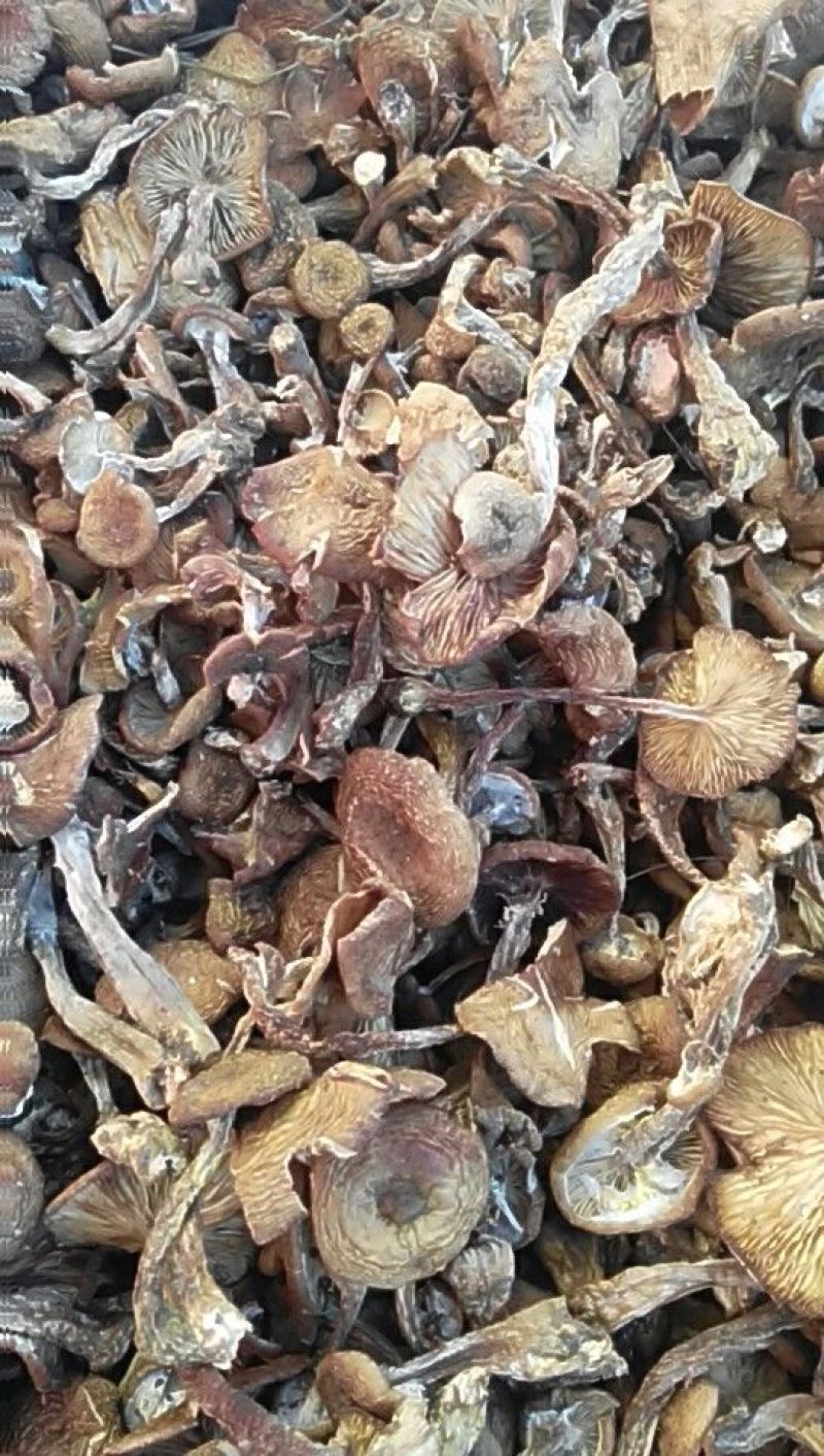 蘑菇一级3cm