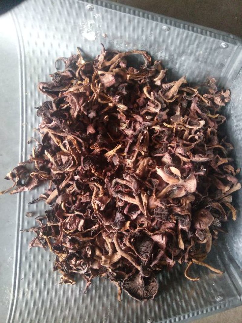 蘑菇一级3cm