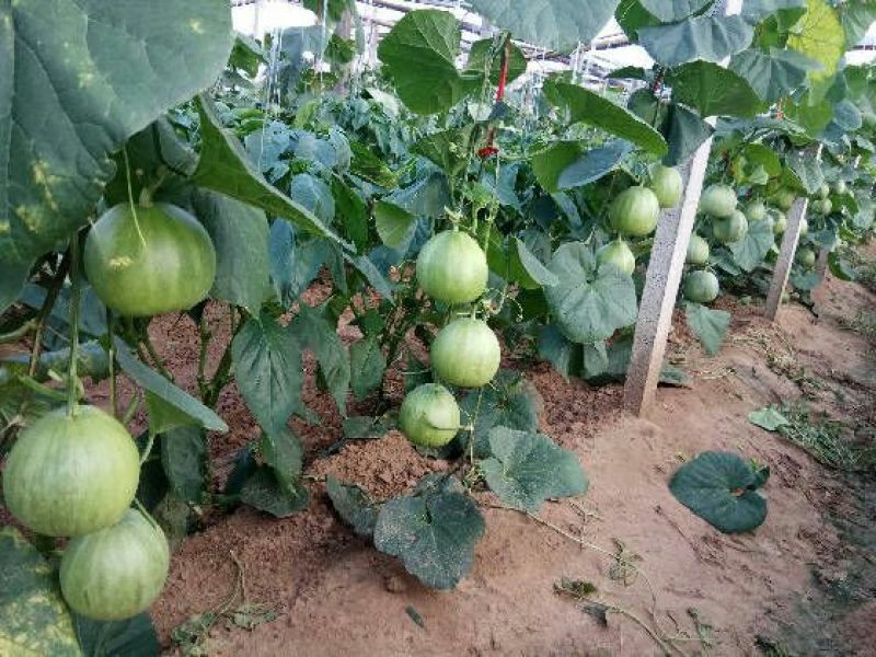 星甜20新乐市甜瓜4月份大量上市欢迎新老客户前来选购