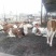 肉牛200~300斤