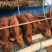肉牛200~300斤