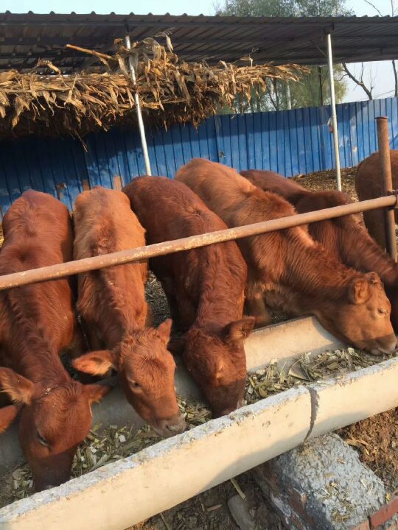 肉牛200~300斤