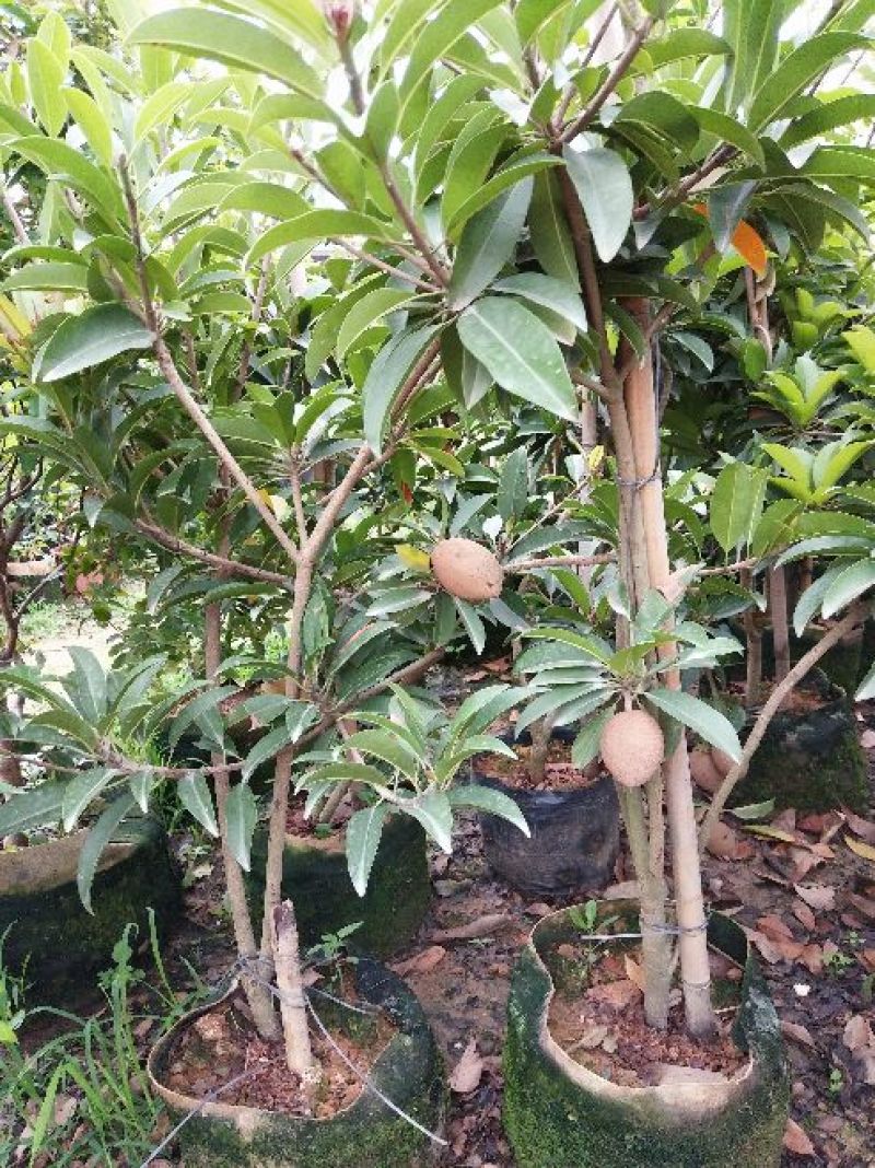 人心果苗