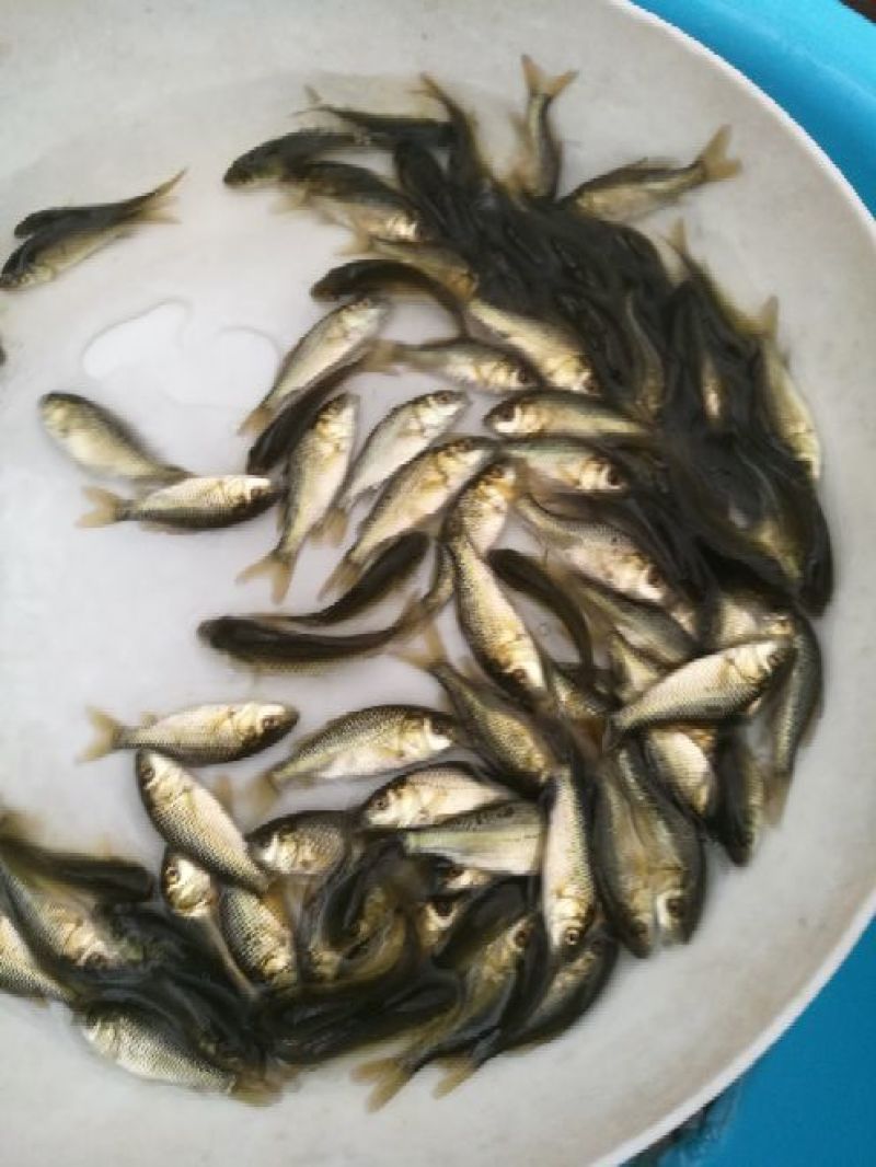 《全国发货》文庆鲤荷包鲤鱼苗珍珠鲤鱼苗珠珠鲤鱼苗
