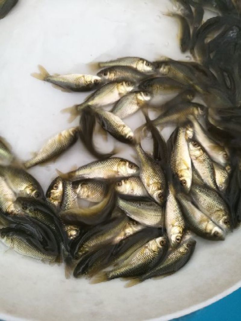 《全国发货》文庆鲤荷包鲤鱼苗珍珠鲤鱼苗珠珠鲤鱼苗