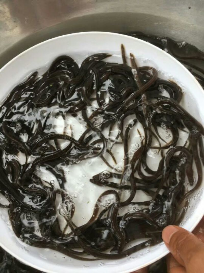 鳗鱼鱼苗欧洲鳗鱼苗。白鳗鱼苗。花鳗鱼苗。本鳗鱼苗。