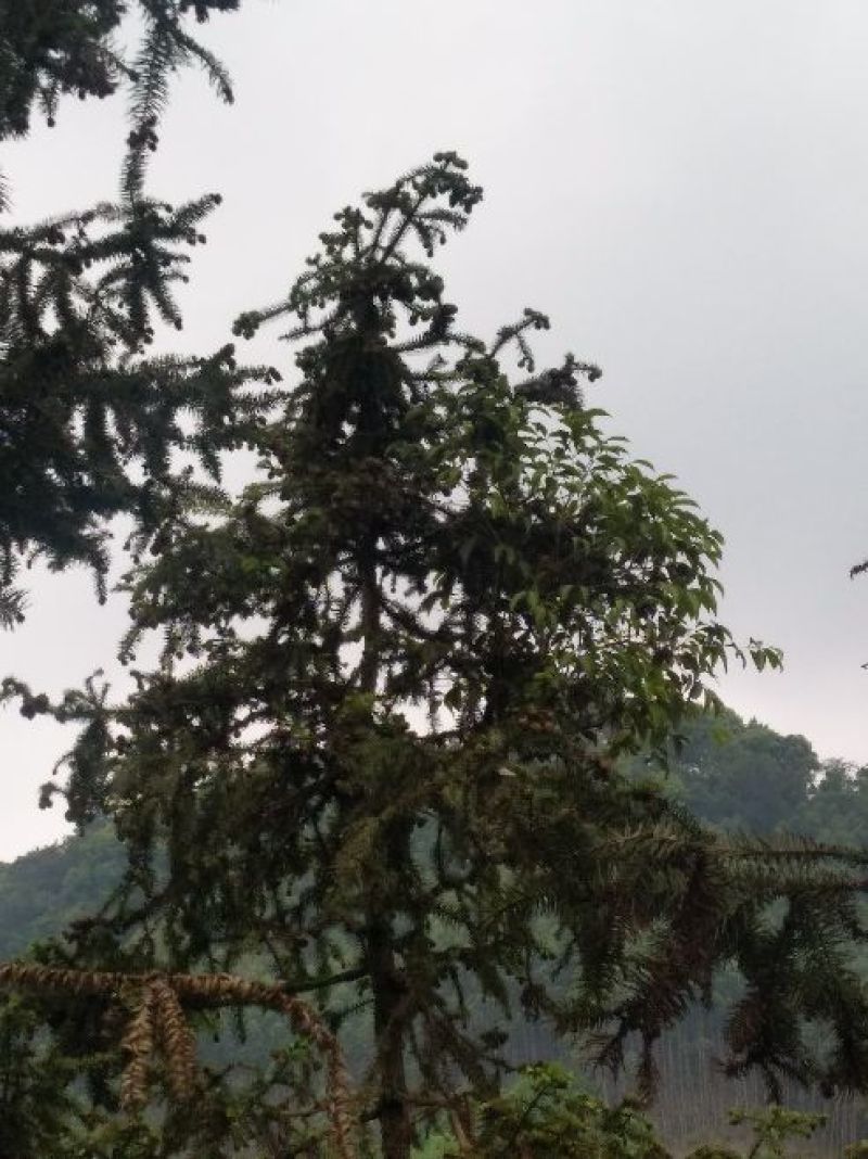 杉树寄生
