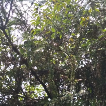 杉树寄生
