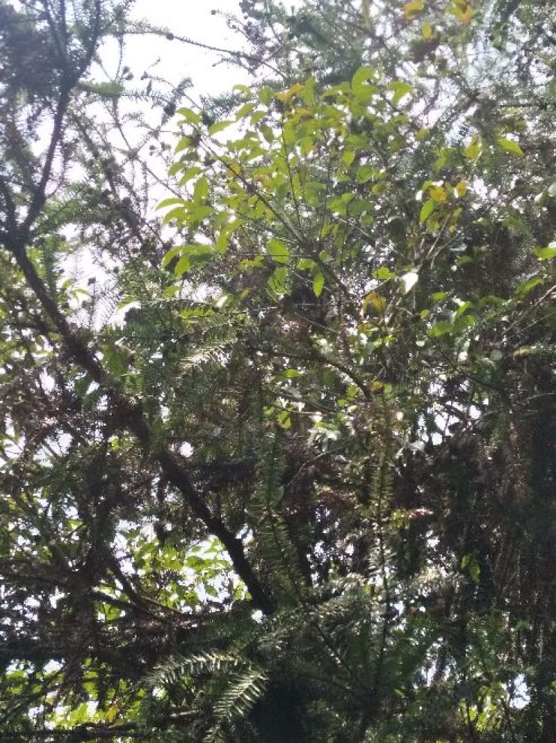 杉树寄生