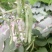芸豆20cm以上