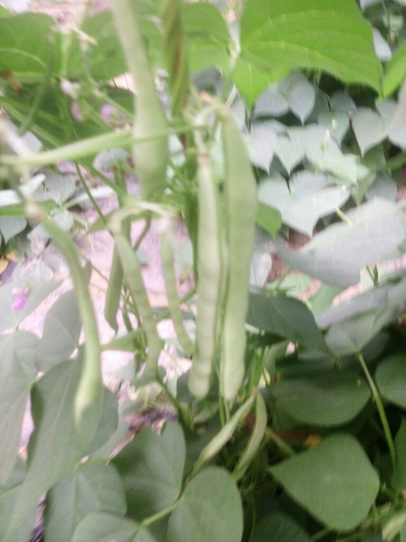 芸豆20cm以上