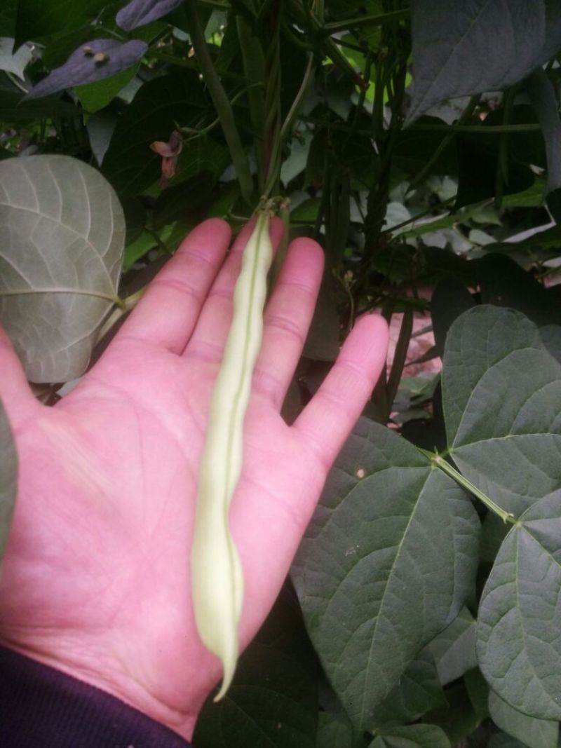 芸豆20cm以上