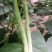 芸豆20cm以上