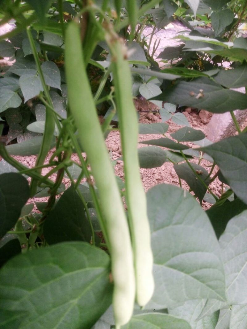芸豆20cm以上