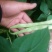 芸豆20cm以上