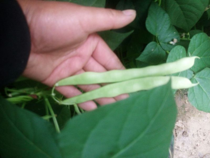 芸豆20cm以上