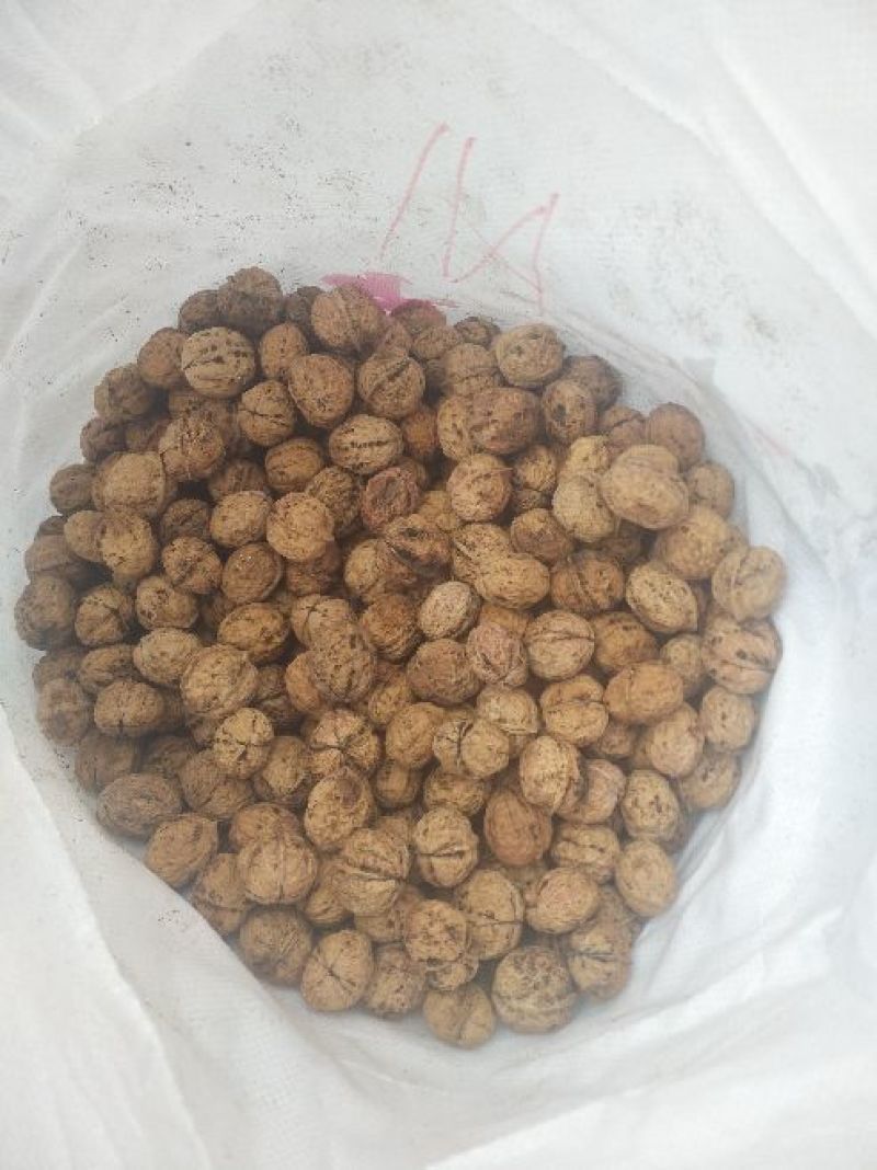 纸皮核桃云南核桃