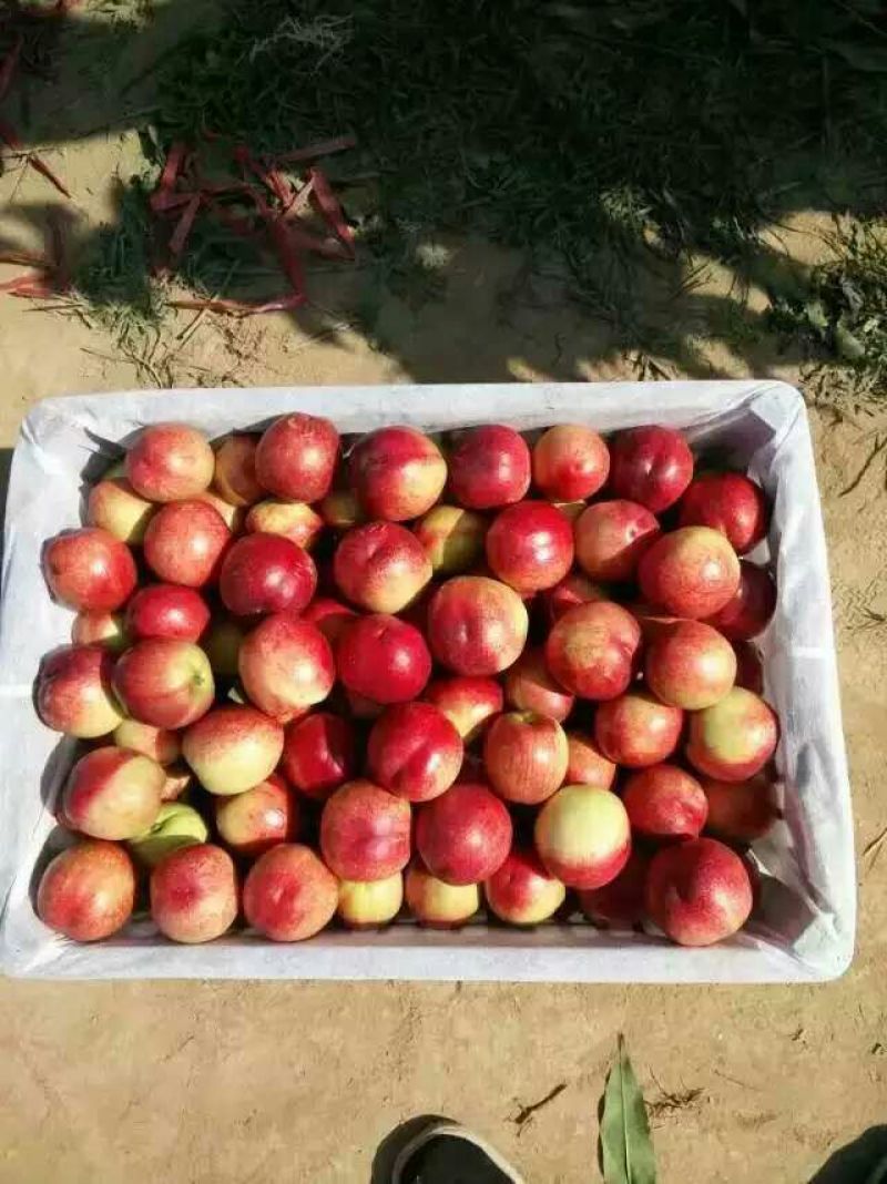 陕西中油5油桃价格