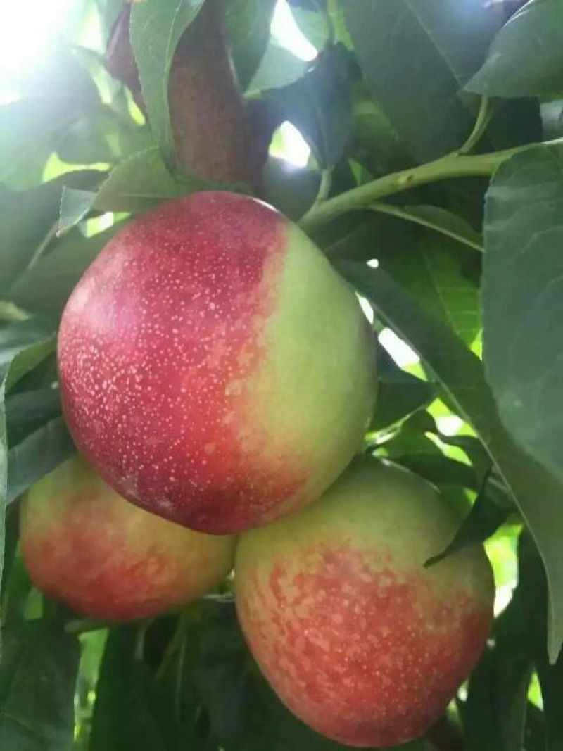 陕西中油5油桃价格