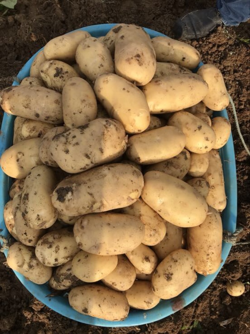 闽薯🥔土豆2两以上黄皮黄心精品靓货产地直发