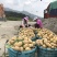 闽薯🥔土豆2两以上黄皮黄心精品靓货产地直发