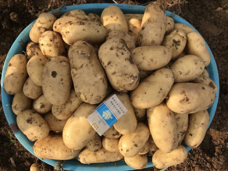 闽薯🥔土豆2两以上黄皮黄心精品靓货产地直发