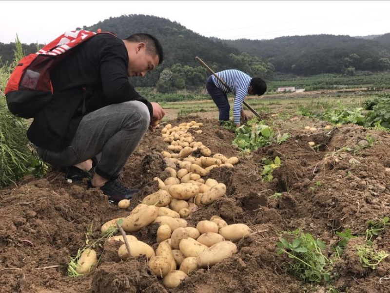 闽薯🥔土豆2两以上黄皮黄心精品靓货产地直发