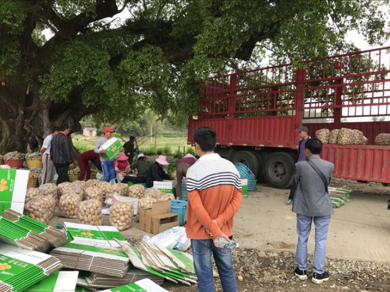 闽薯🥔土豆2两以上黄皮黄心精品靓货产地直发