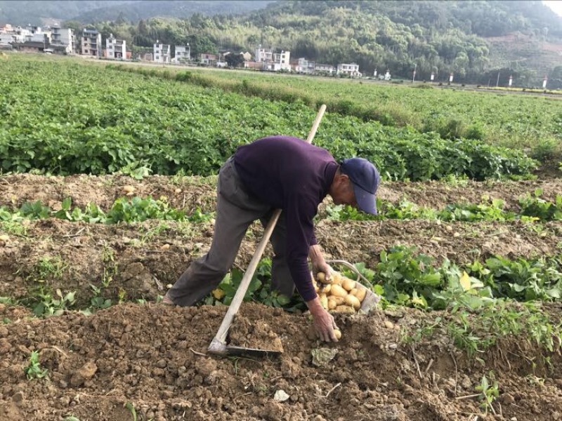 闽薯🥔土豆2两以上黄皮黄心精品靓货产地直发