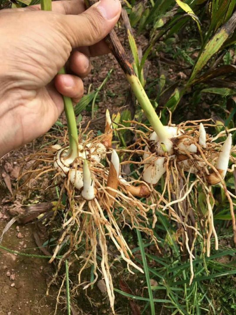 白芨种苗10~20cm