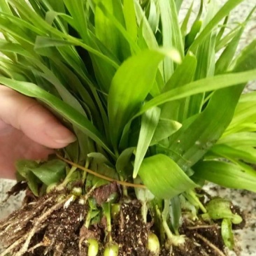 白芨种苗10~20cm